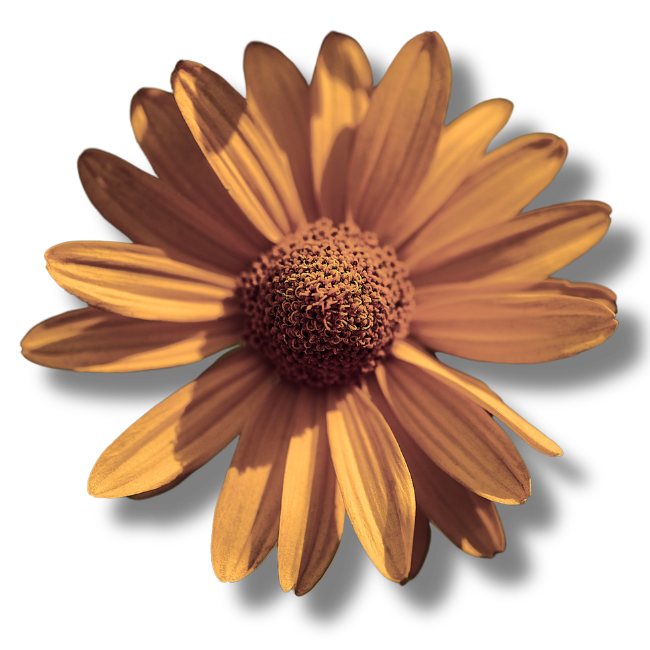 untitled design (43)